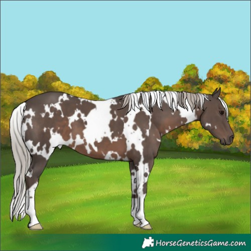 Horse Color:White Spotted Silver Black 
