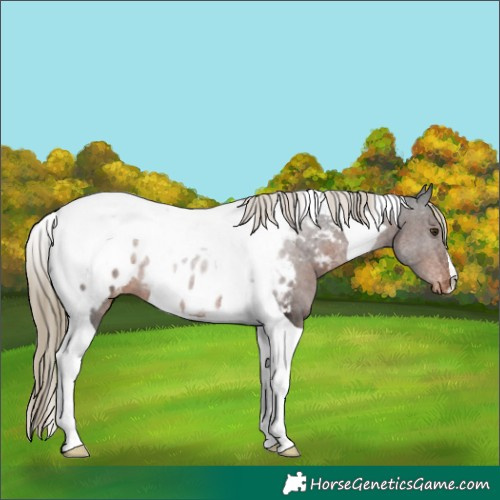 Horse Color:Liver Chestnut Tobiano Near Leopard 
