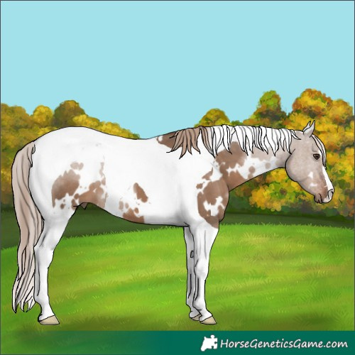 Horse Color:White Spotted Liver Red Dun Tobiano 
