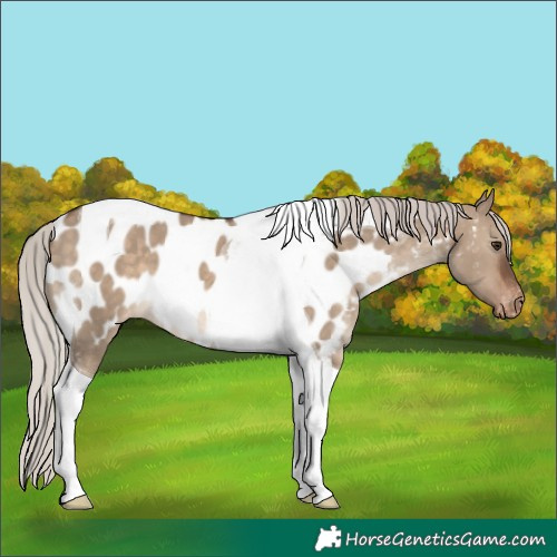 Horse Color:Silver Brown Dun Tobiano Near Leopard 