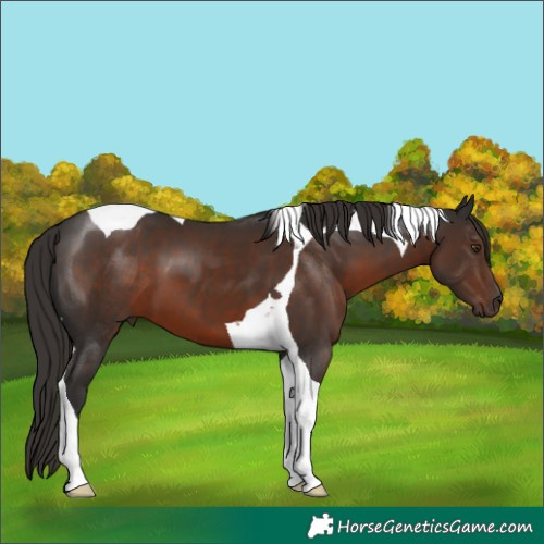 Horse Color:Liver Chestnut Tobiano 
