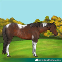Horse Color:Liver Chestnut Tobiano Rabicano