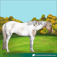 Horse Color:White Spotted Liver Red Dun Tobiano Rabicano