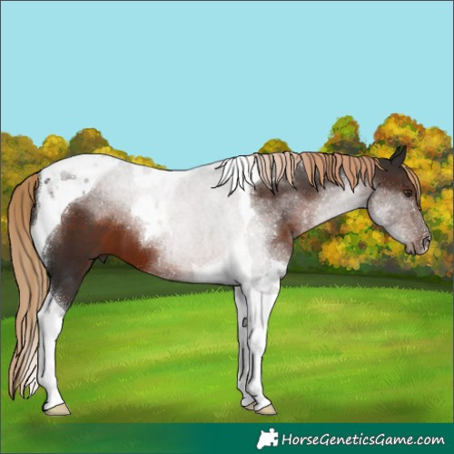 Horse Color:Liver Chestnut Tobiano 