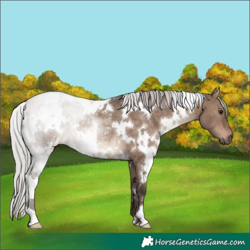 Horse Color:White Spotted Silver Brown Dun Rabicano 