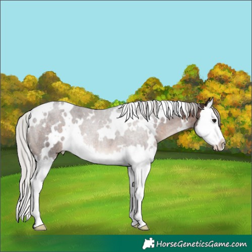Horse Color:White Spotted Silver Brown Splash Rabicano 