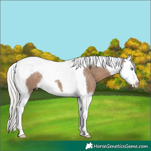 Horse Color:Silver Grullo Splash Tobiano