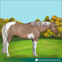 Horse Color:Silver Grullo Tobiano