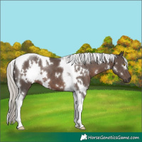 Horse Color:White Spotted Silver Black Tobiano