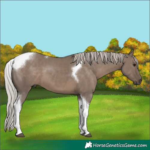 Horse Color:Silver Grullo Tobiano 