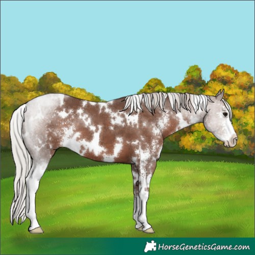Horse Color:White Spotted Silver Black Sabino 