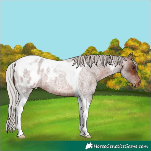 Horse Color:Silver Brown Roan Tobiano Appaloosa 