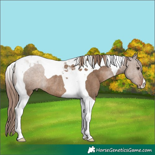 Horse Color:Liver Red Dun Tobiano Rabicano 