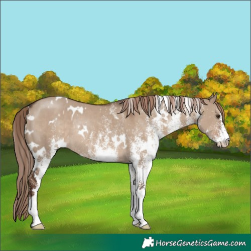 Horse Color:White Spotted Liver Red Dun Rabicano 