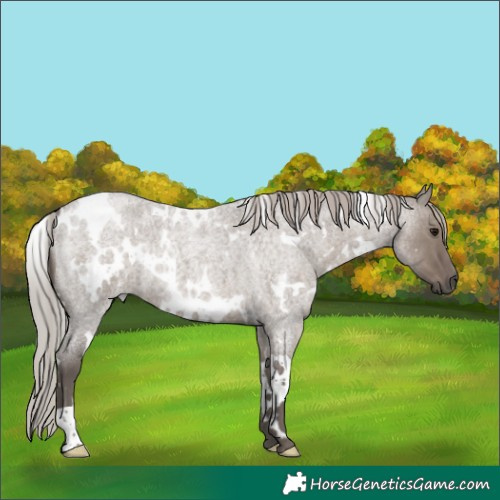 Horse Color:White Spotted Silver Grullo Roan 