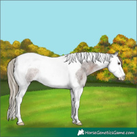 Horse Color:Liver Red Roan Splash Tobiano