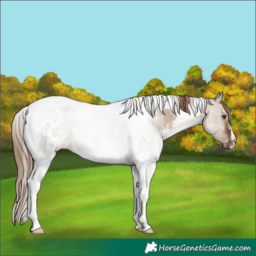 Horse Color:White Spotted Liver Red Dun Tobiano Rabicano