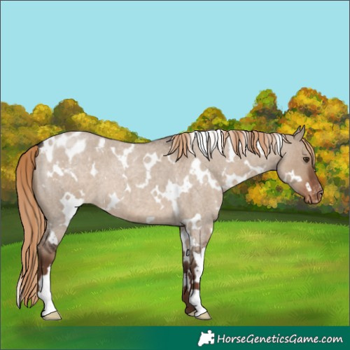 Horse Color:White Spotted Liver Red Dun Roan Blanket 