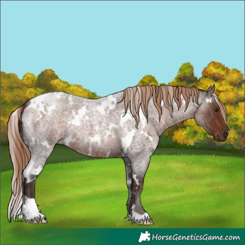 Horse Color:White Spotted Liver Red Roan 