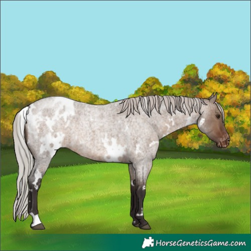 Horse Color:White Spotted Silver Brown Roan Dun Blanket 