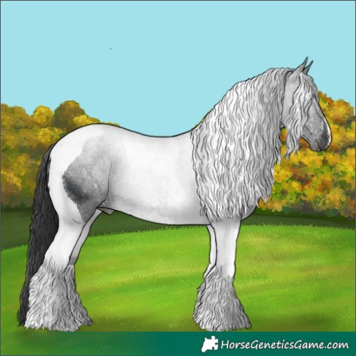 Horse Color:Black Tobiano 