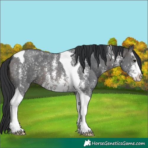 Horse Color:Brown Sabino Tobiano 