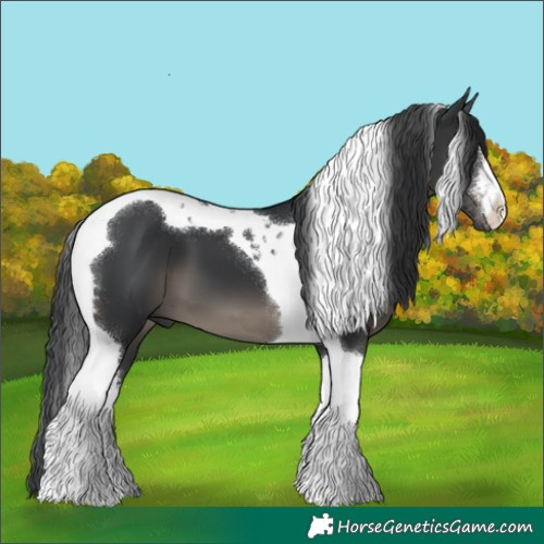 Horse Color:White Spotted Black Tobiano 