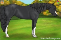 Horse Color:Black 