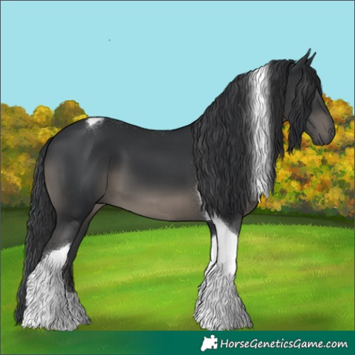 Horse Color:Black Tobiano 