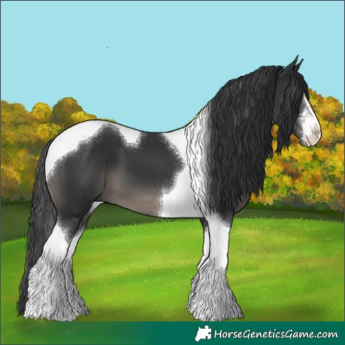 Horse Color:White Spotted Black Tobiano 