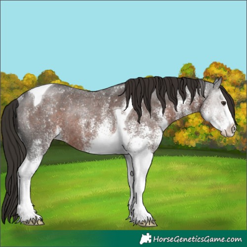 Horse Color:White Spotted Liver Chestnut Tobiano Rabicano 
