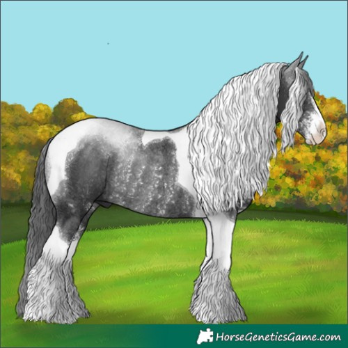 Horse Color:Black Sabino Tobiano Rabicano 