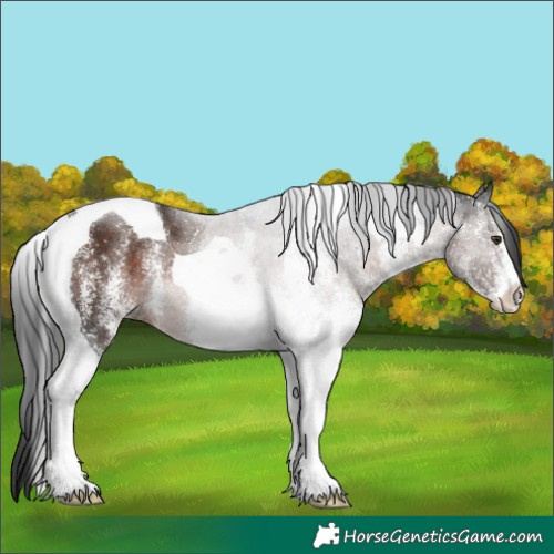 Horse Color:White Spotted Liver Chestnut Tobiano 