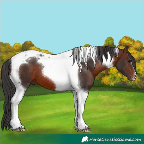 Horse Color:Brown Tobiano 