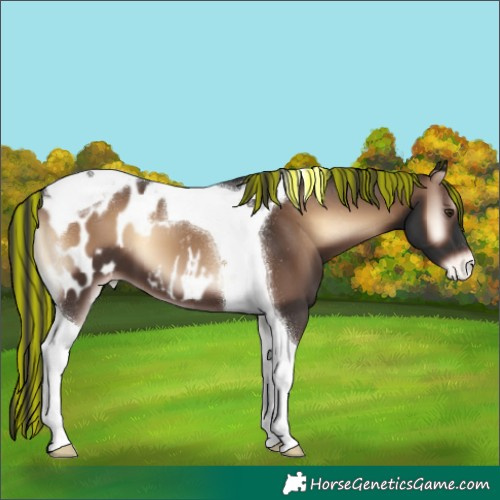 Horse Color:Painted Liver Red Onyx Tobiano Blanket 