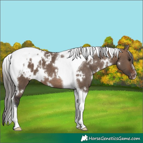 Horse Color:White Spotted Brown Dun Tobiano Appaloosa 