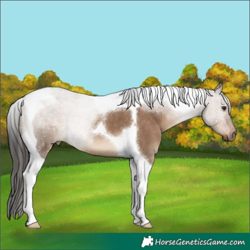 Horse Color:Liver Red Dun Tobiano 