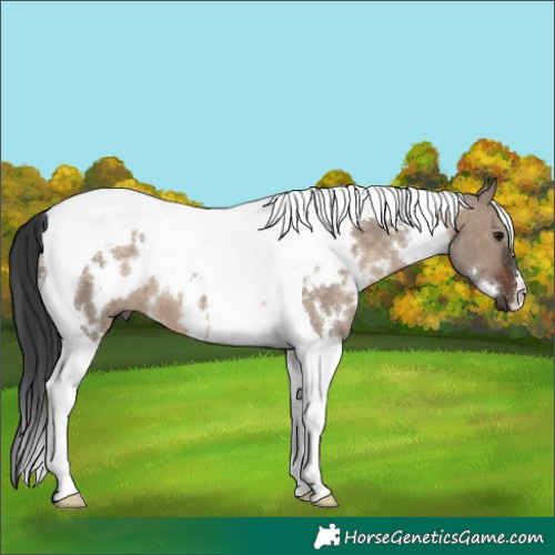 Horse Color:White Spotted Brown Dun Tobiano 