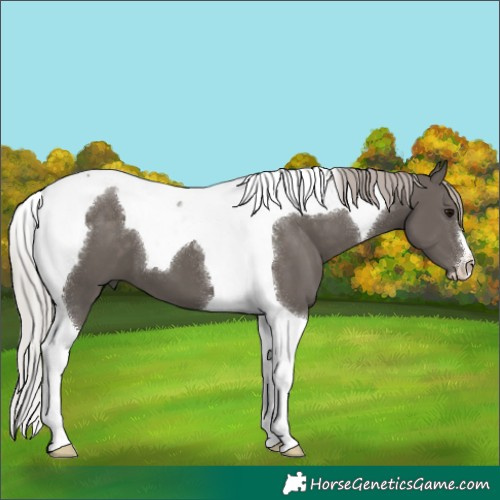 Horse Color:Silver Black Tobiano