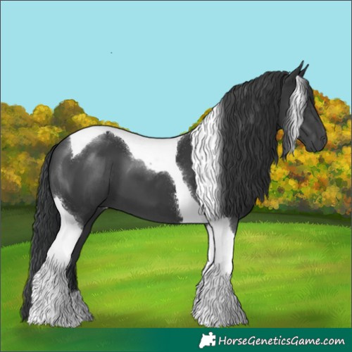 Horse Color:Black Tobiano 