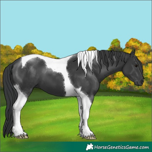 Horse Color:Black Tobiano 