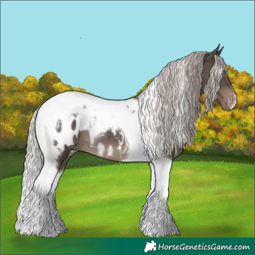 Horse Color:Silver Black Tobiano Appaloosa 