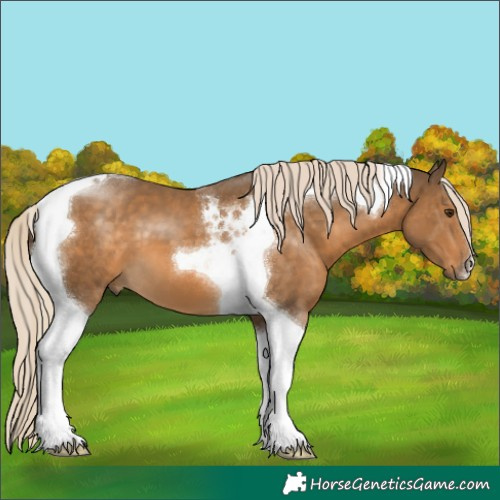 Horse Color:Chocolate Palomino Tobiano 