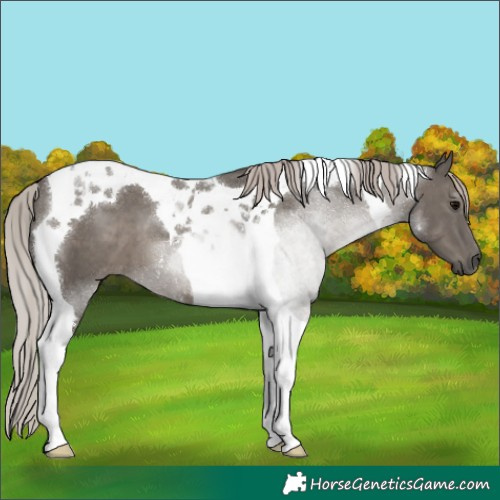 Horse Color:Silver Black Tobiano 