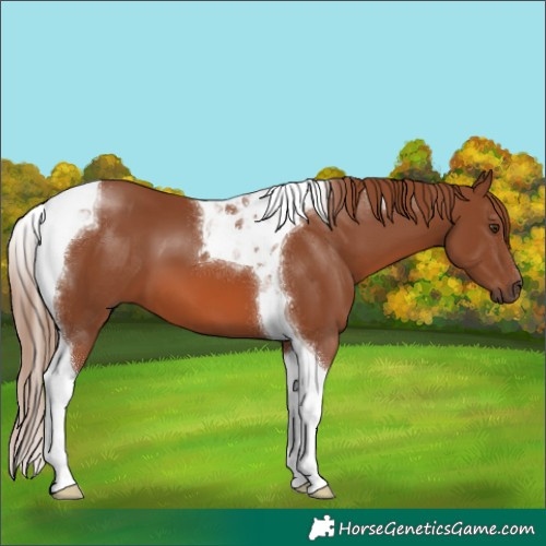 Horse Color:Chestnut Tobiano