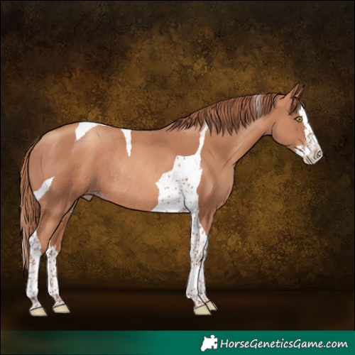 Horse Color:Gold Champagne Splash Tobiano Rabicano