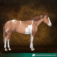 Horse Color:Gold Champagne Splash Tobiano Rabicano