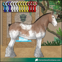 Horse Color:White Spotted Sable Champagne Tobiano  and White Spotted Sable Champagne Tobiano 