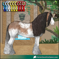 Horse Color:White Spotted Sable Champagne Tobiano and White Spotted Sable Champagne Tobiano