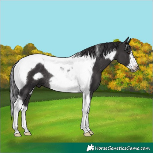 Horse Color:Smoky Black Tobiano Frame Rabicano 